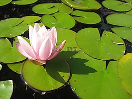 睡蓮,花,開花