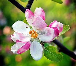 花,蘋果,春