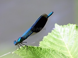 蜻蜓,昆虫,蓑羽