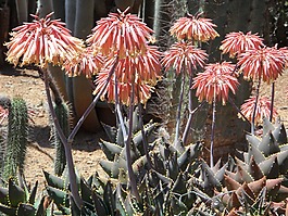 龍舌蘭,開花,盛開