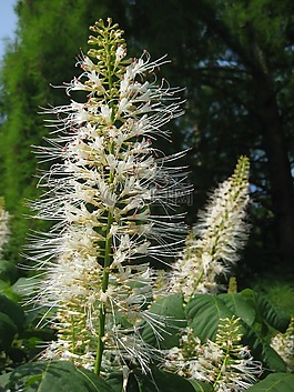 開花,廠,鮮花