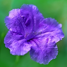 花,紫色,紫色花