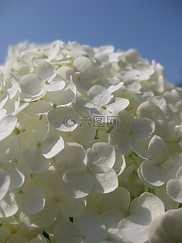 八仙花,鮮花,白