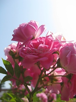 玫瑰,夏季,鮮花