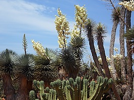 絲蘭棕櫚,絲蘭,植物群