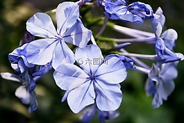 鮮花,紫,花