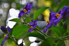 紫,開花,花
