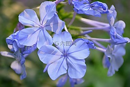 紫,開花,花