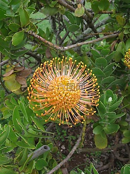 馬德拉,植物,開花