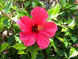芙蓉,花,開花