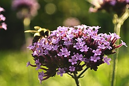 開花,紫,花