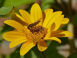 hoverfly,黃色,昆蟲