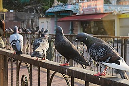鳥,自然,太陽