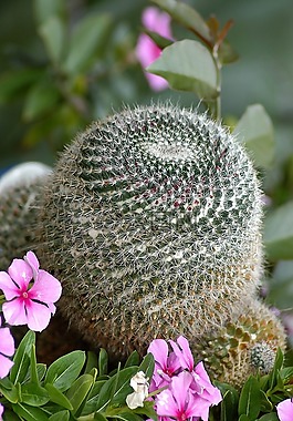 仙人掌,鮮花,植物園