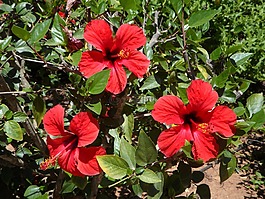 芙蓉,三,盛開