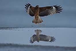 動物,海,鳥