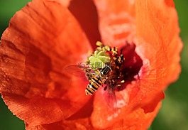 罌粟,klatschmohn,罌粟花