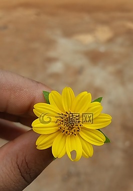 自然,花,美麗