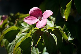 開(kāi)花,粉紅色,粉紅色的花