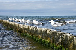 海,海鷗,壩