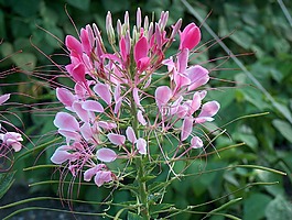 蜘蛛花,花,厂