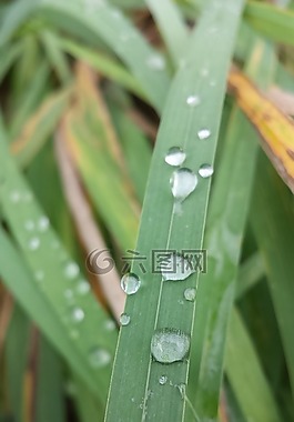 露水,弗里施,綠色