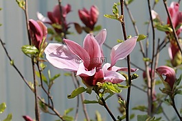 花卉,布魯姆,春天