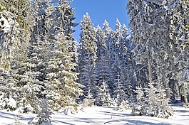 雪,木材,冬天