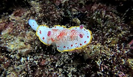 裸鰓亞目,浮潛,跳水