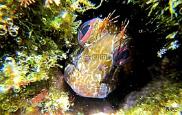 blenny,魚,動物