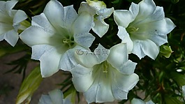 龍膽,花,白