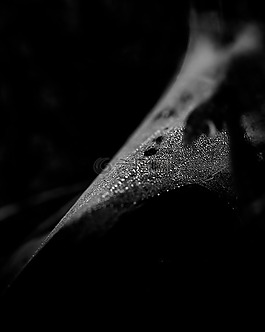 蜘蛛網,秋季,性質