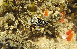 斑马虾,虾,海上生活