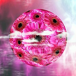 非洲菊,開花,性質(zhì)