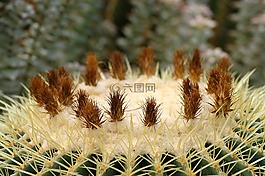 植物園,仙人掌,鮮花