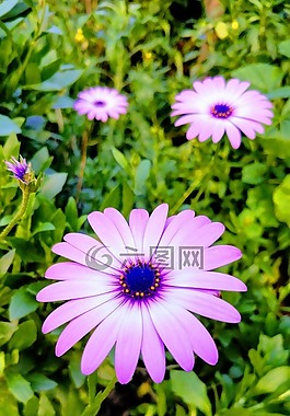 花,植物區(qū)系,自然