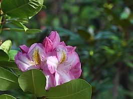 杜鹃,花,粉红色