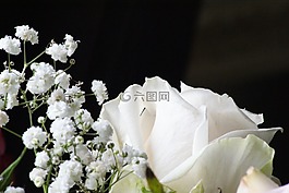 白玫瑰,柔情,對(duì)比