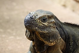 伊瓜納,蜥蜴,動物