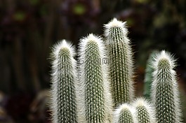 植物園,仙人掌,鮮花