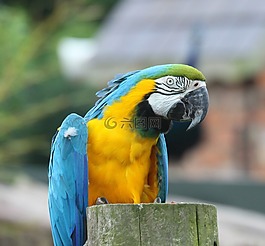 鸚鵡,鳥,動物