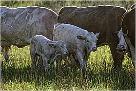 奶牛,幼畜,夕陽