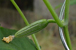 黄瓜,蛇泡菜,蔬菜