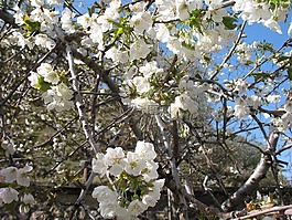 春,開花,水果