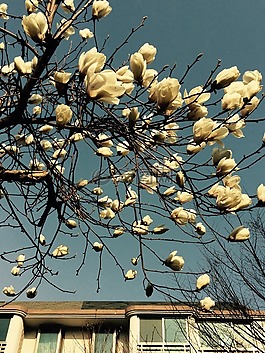 玉蘭花,天空,景觀
