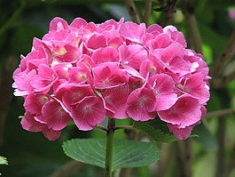 八仙花,盛開,成長