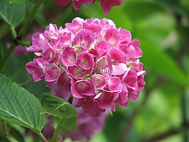 八仙花,盛開,成長