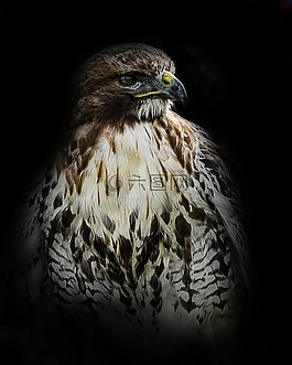 氣息,捕食鳥,鳥