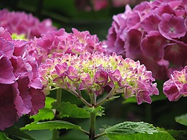 八仙花,盛開,成長