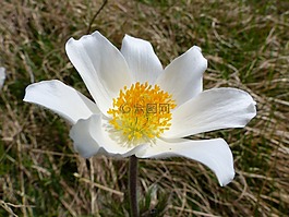 花,性質(zhì),植物區(qū)系
